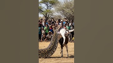 Goats vs Snake 🐍 #nature #wildlife #ai #snake #python #trending #trendingshorts #wildlife #goat