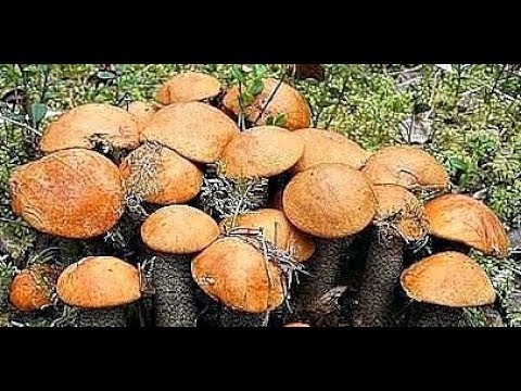 REKORD!!! Tak SZYBKO GRZYBÓW jeszcze nie ZBIERAŁEM GRZYBY 2024 GRZYBOBRANIE 2024 REKORD!!! Tak SZYBKO GRZYBÓW jeszcze nie ZBIERAŁEM GRZYBY 2024 GRZYBOBRANIE 2024