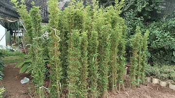 Bán trúc quân tử cao 1.2 và 1.8m 0977973535