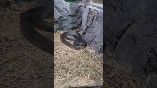 Wow banyak hewan reptil !!! Ada ular cobra, python, biawak, iguana dan turtle #omg #shorts #zoo