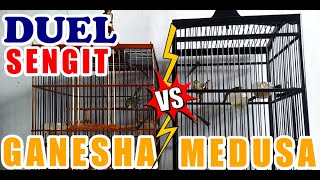 Cipoh Tarung Suara Variasi Nyipow