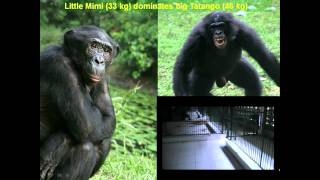 Brian Hare: Peaceful as a Bonobo?