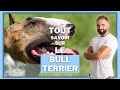 Race de chien Bull terrier : caractère, dressage, comportement, santé de ce chien de race...