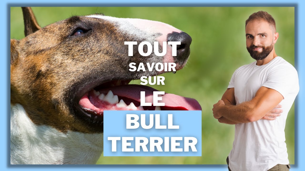 Bull Terrier