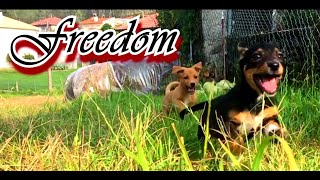 Mark Ow - Freedom (Official Music Video)
