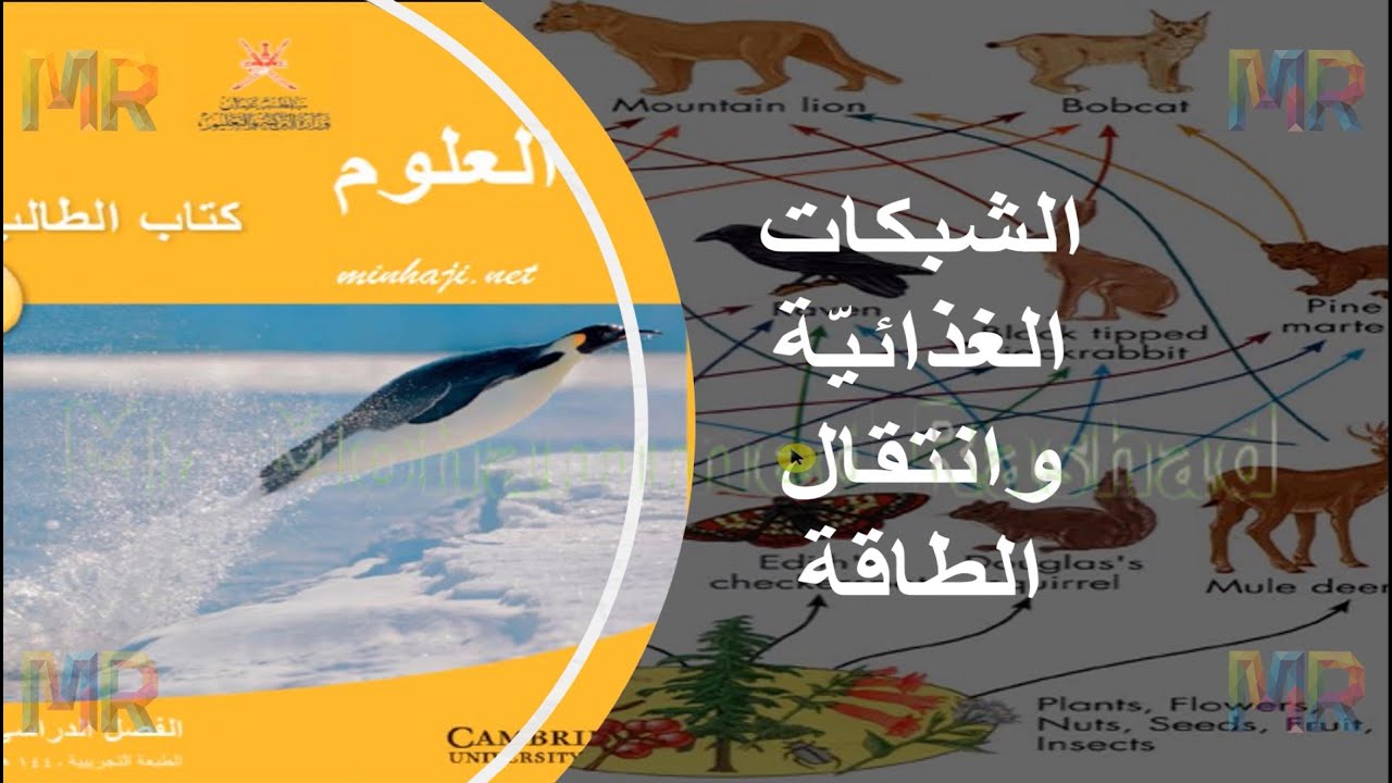 الشبكات الغذائية وانتقال الطاقة