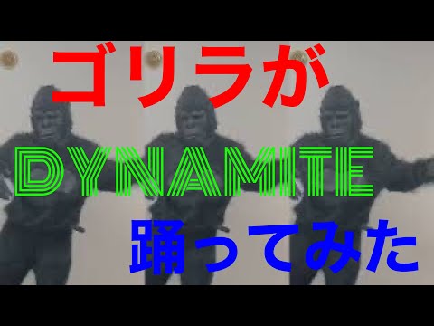 【踊るゴリラ】BTSのダイナマイト踊ってみた　【DANCING GORILLA】'Dynamite' by BTS