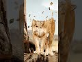 Lion #trending #viral #video