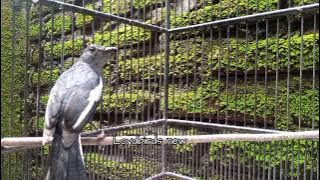 Kacer betina gacor minta kawin, kacer jantan auto respon ikut nyaut gacor dengar suara kacer ini!!