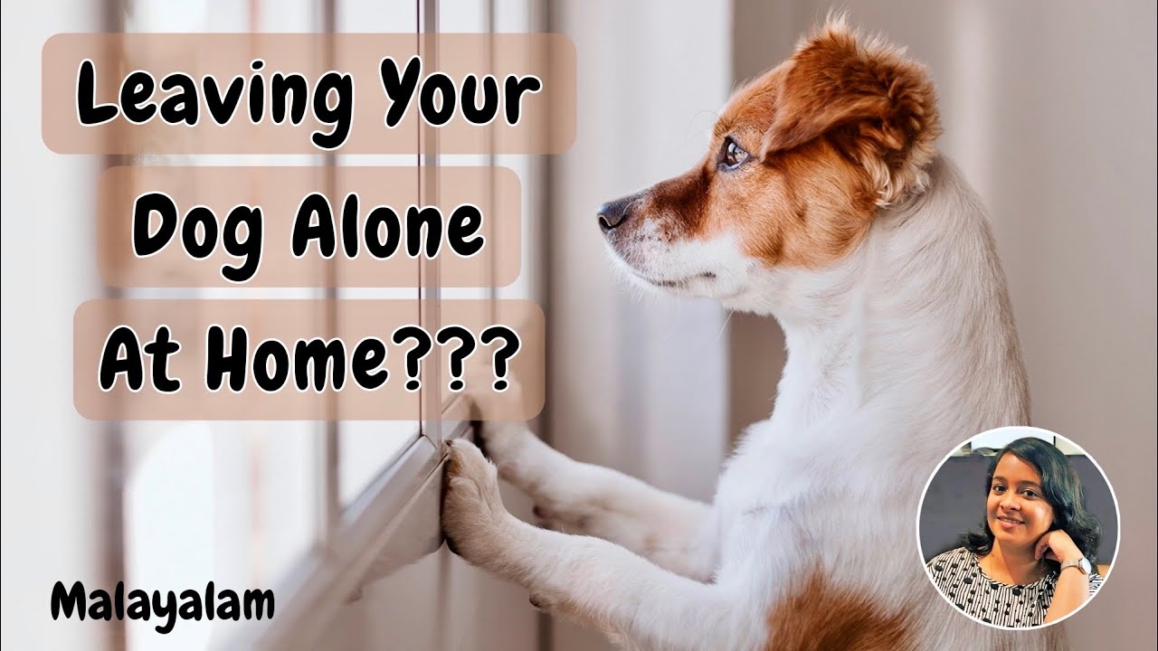 How Long Can You Leave Your Pet Alone At Home Malayalam Pavi s how-long-can-you-leave-your-pet-alone-at-home-malayalam-pavi-s