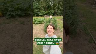 Beetles have taken over our garden!! 🪲 (Update)