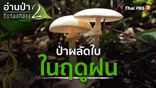 ป่าผลัดใบในฤดูฝน | อ่านป่ากับหมอหม่อง ปี 2