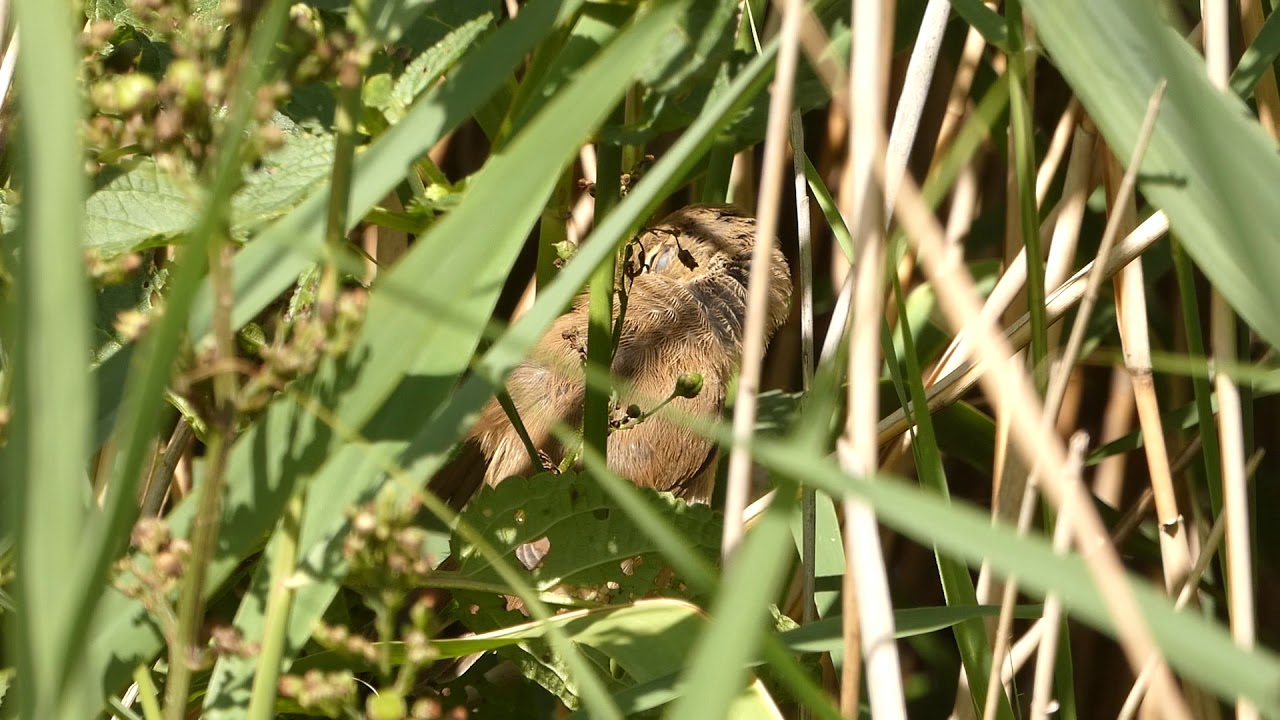 Reed Warbler preening