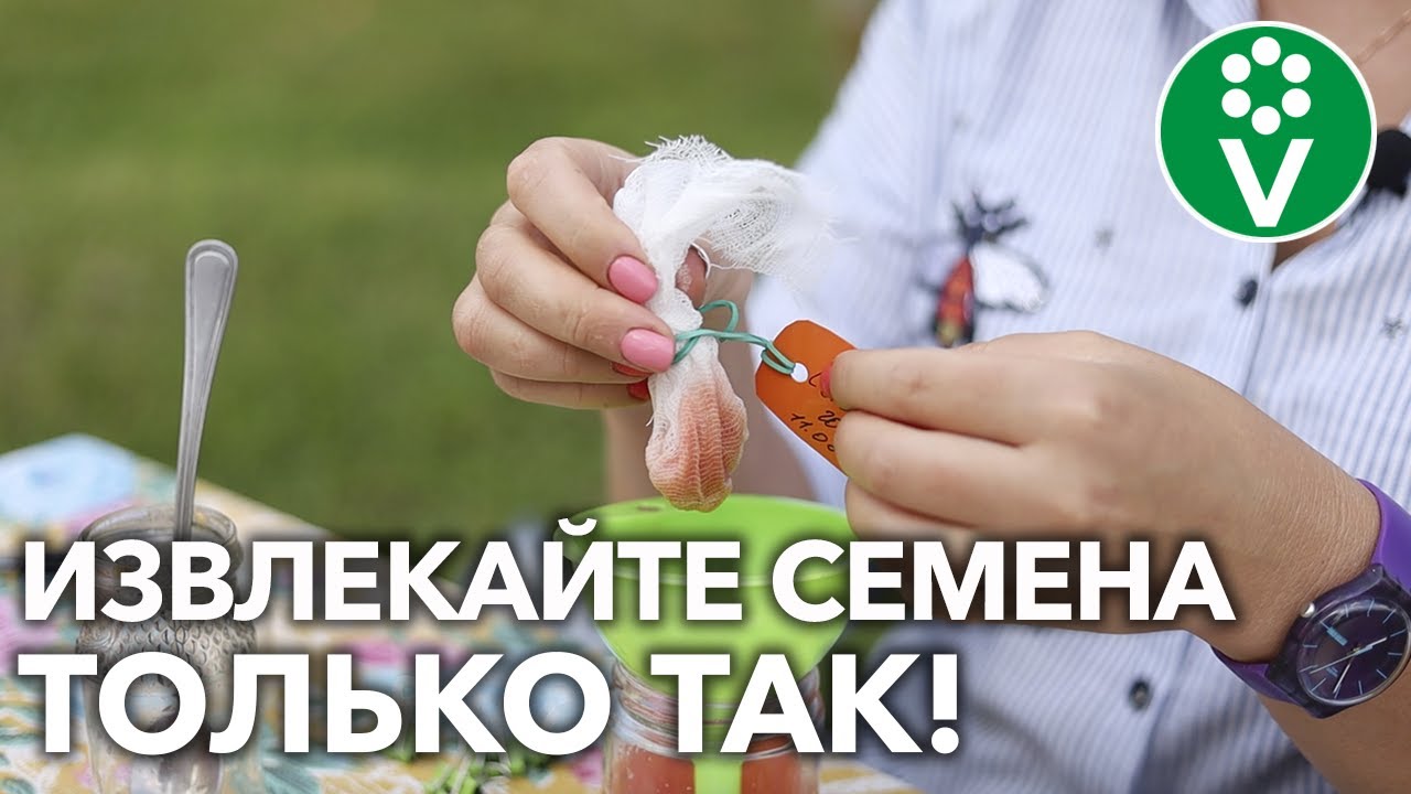 Семена Почтой Интернет Магазин Коллекционных Томатов