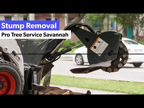 Stump Removal Savannah GA - (912) 244-6848