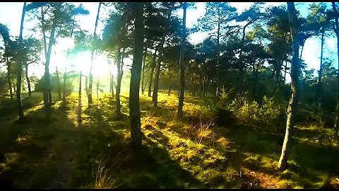Hoverthings Flip 260 - FPV forest freestyle