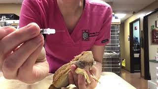 How to give a bearded dragon an injection