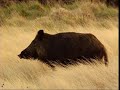 El lobo en La Sierra de la Culebra - Zamora. JARA Y SEDAL.