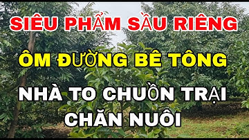 Nhà vườn sầu riêng ôm mặt tiền đường bê tông. Sẵn chuồn trại chăn nuôi giếng điện 3 pha đầy đủ