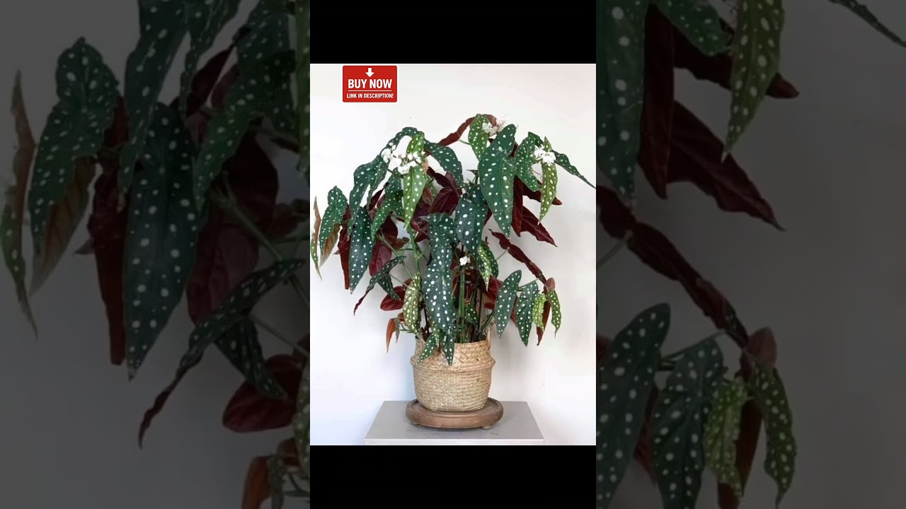 This Plant Makes Any Corner POP 😍🌿