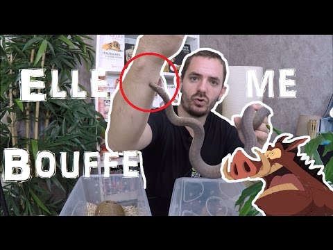 snake reptiles pictures Je me suis fait mordre par une petite
