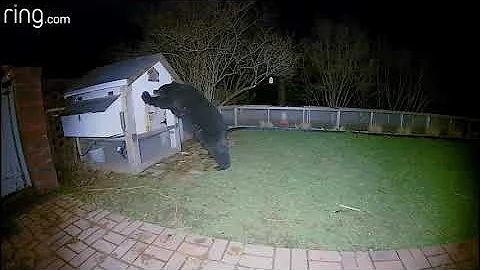 This Bear Messed with the Off-base Chicken Coop