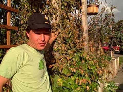 Видео: За Scarlet Runner Bean - Кога мога да засадя A Scarlet Runner Bean Vine