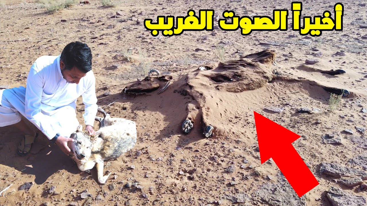 الصوت الغريب اخيرا عرفناه