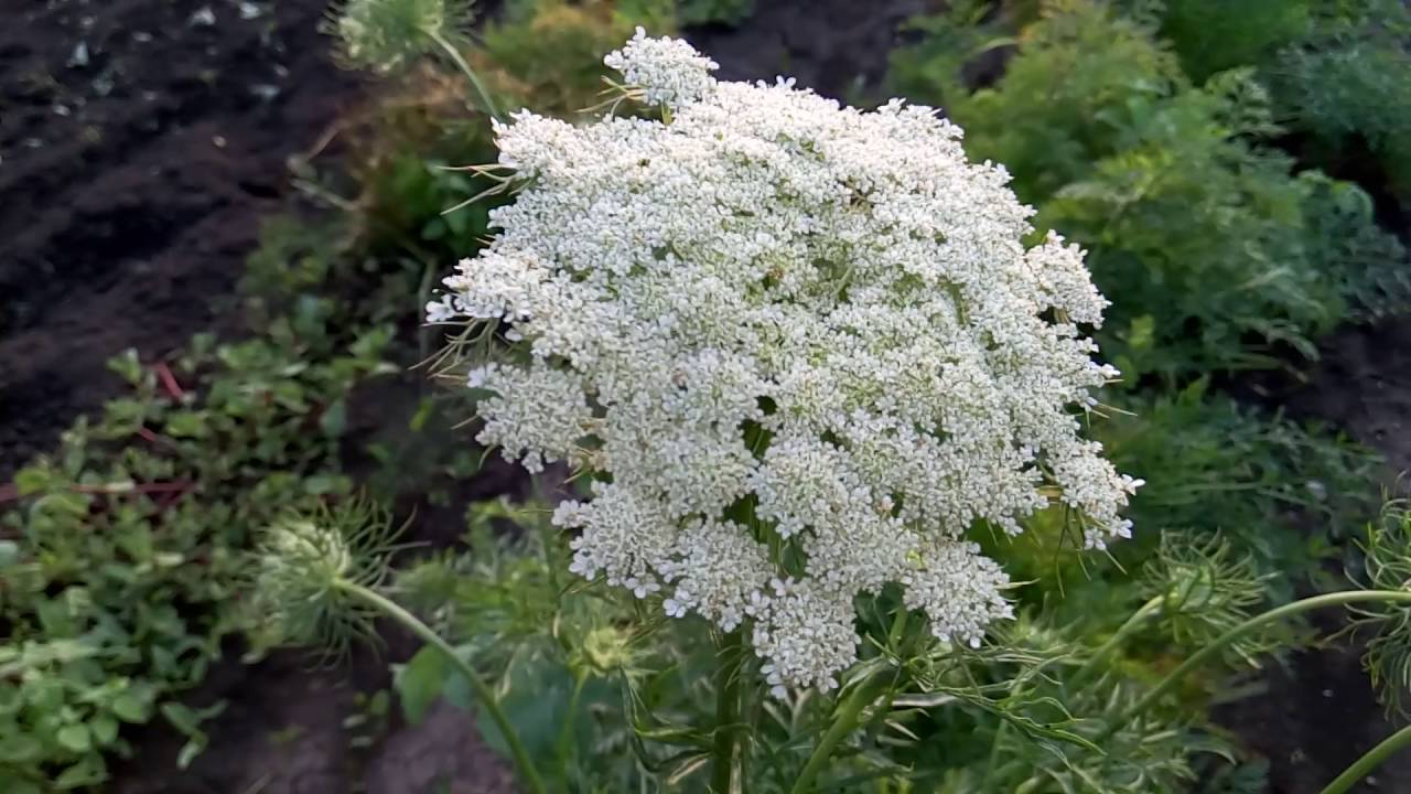 Морковь дикая купить. Дикая морковь, морковник. Баркан Дикая морковь. Дикая морковь и цикута. Семена дикой моркови.