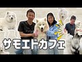 GW!サモエドカフェへ癒されに!