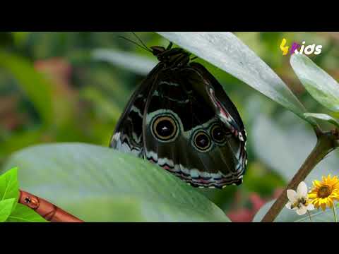 علابالكم بلي دودة القز هي السبة في إنتاج واش تلبسوه مرحبا في عالم الحشرات