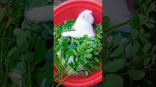 Ring In The New Year With Our Hoppin Good Rabbit Menu