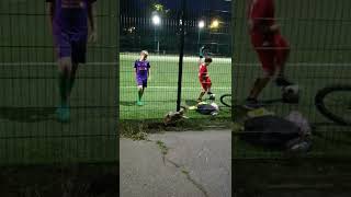 Jack Russell Terrier And Football