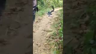 Đi Rừng Gặp Cảnh Này Bạn Sẽ Làm Gì... Đôi Uyên Ương Xui Xẻo Nhất Năm Đây