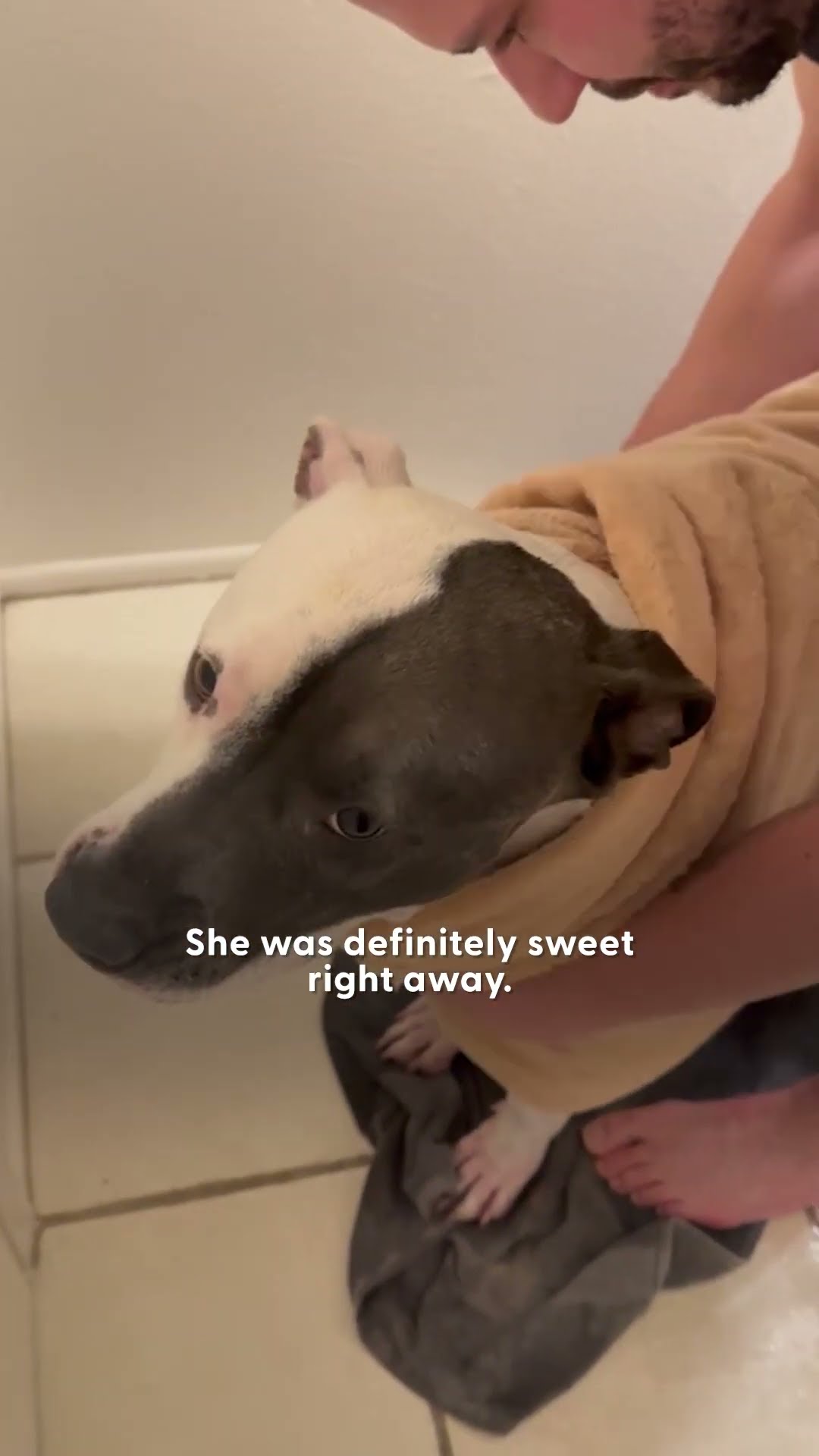 Pittie Who Can't Stop Suckling On Stuffies Needs A Home | The Dodo