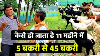 इस लड़के ने 8 बकरी से 1 साल में 52 बकरी कर लिया🐐SUDHIR SIR से जानिए GOAT FARMING में कामयाबी का राज