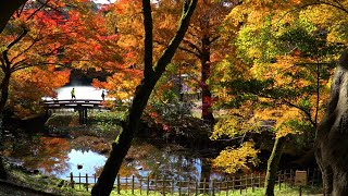 富山癒しの風景シリーズ【高岡古城公園の紅葉】高岡市