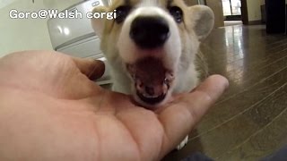20141129 Part 2 cute puppy eats treat / オヤツを食べるコーギー子犬 welsh corgi pembroke