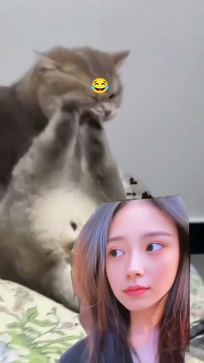 Berantem yuk #cat #kucinglucu