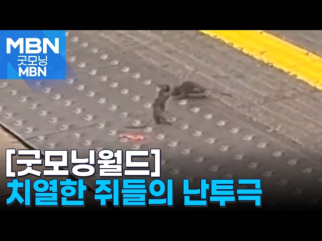 [굿모닝월드] 왜 이리 까불쥐? 혼나볼 테야?! [굿모닝 MBN]