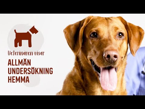 Video: Hur Man Undersöker Din Hund Hemma