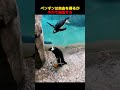 このペンギンは自由を手に入れたのに、結局あとで後悔してしまう！
