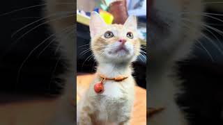 You’re the sunbeam this sleepy ginger kitten is yawning AT☀️#CuteKitten#CatLovers #Meow #BabyAnimals