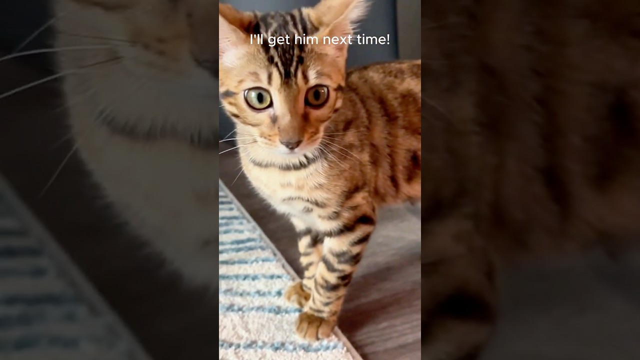 Nala vs Chico: The Rodent Mix-Up! | Play-Fight Chaos 