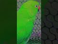 mummy mithu ko roti do #talkingparot #nonstoptalkingparrot #birds #parrot #azharparrot