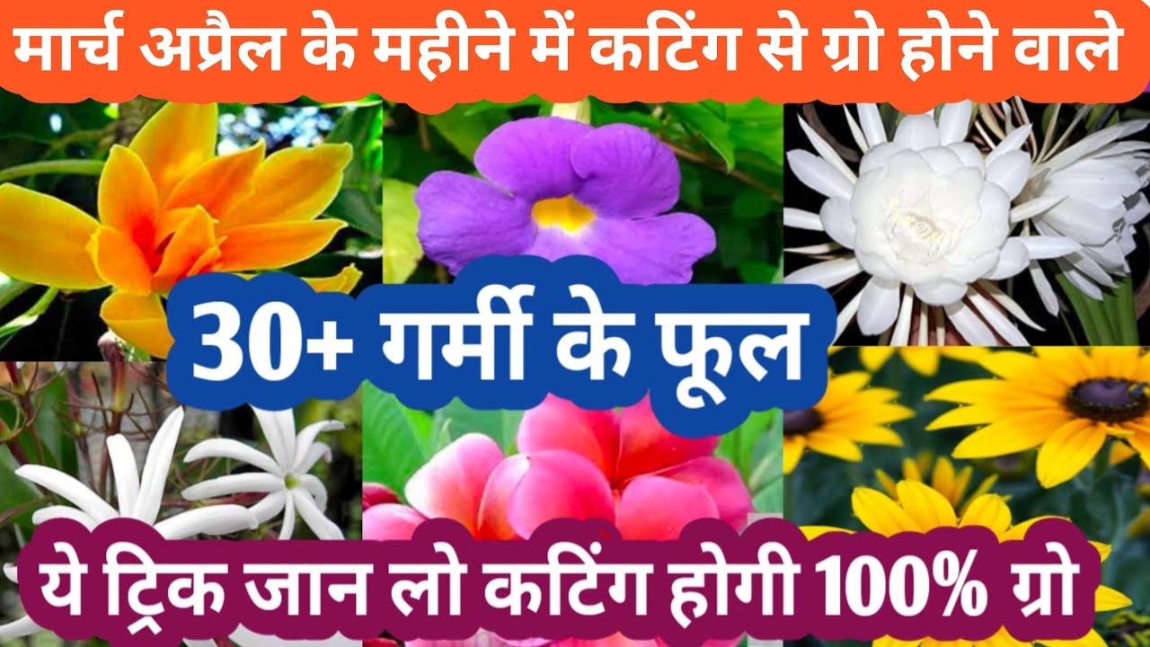 MarchApril के महीने मे कटिंग से ग्रो होने वाले परमानेट फूल Parmanent Flowering Plant Grow By Cutting