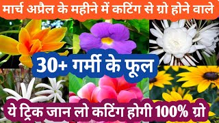 MarchApril के महीने मे कटिंग से ग्रो होने वाले परमानेट फूल Parmanent Flowering Plant Grow By Cutting