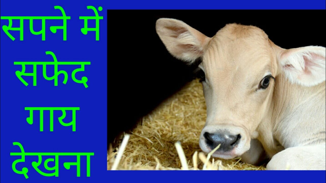 sapne Me Safed Gay Dekhna seeing White Cow In sapne-me-safed-gay-dekhna-seeing-white-cow-in