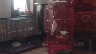 Falk Siul Godain Cewek