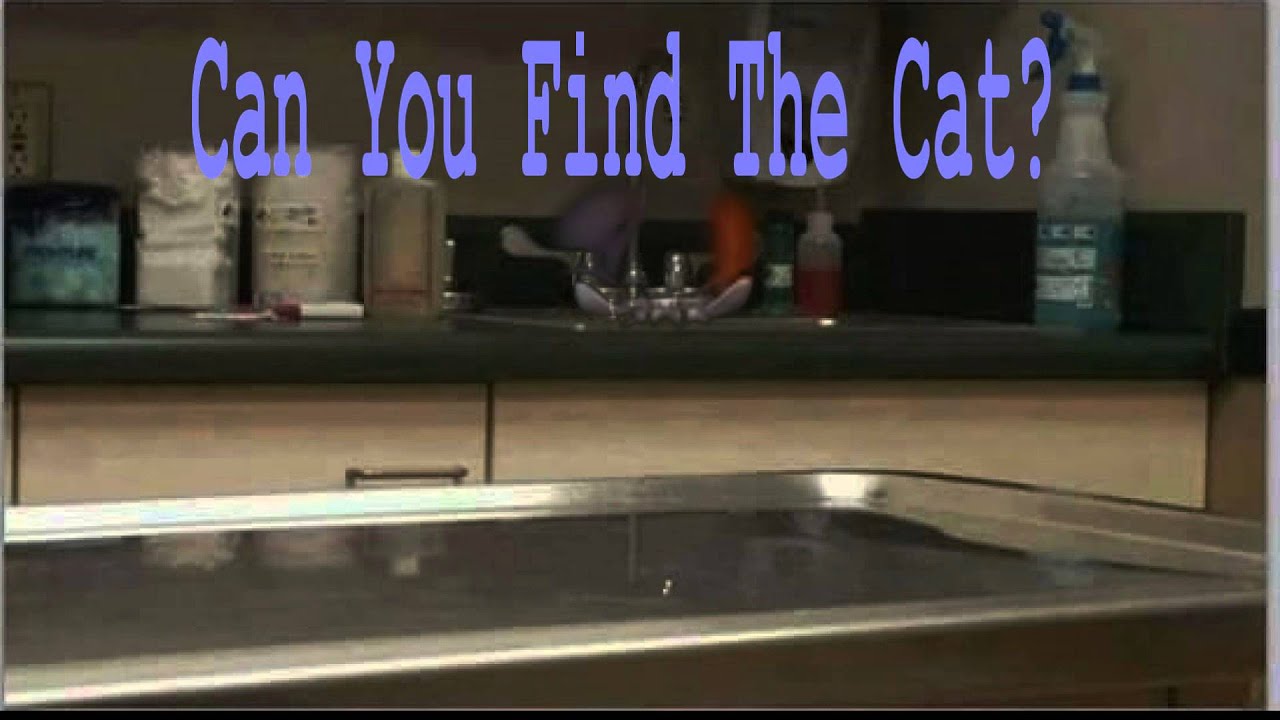 Can You Find The Cat - YouTube